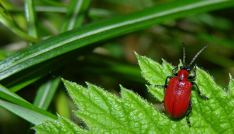 Lilioceris lilii (Chrysomelidae)